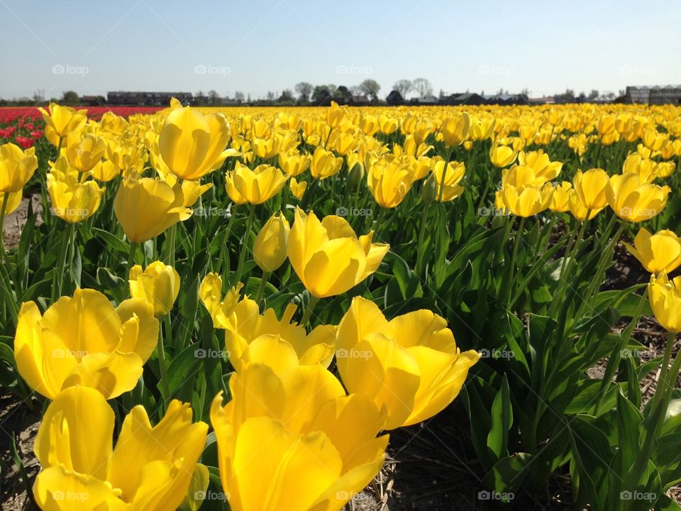 Field of blooming yellow tulips in spring in North Holland.