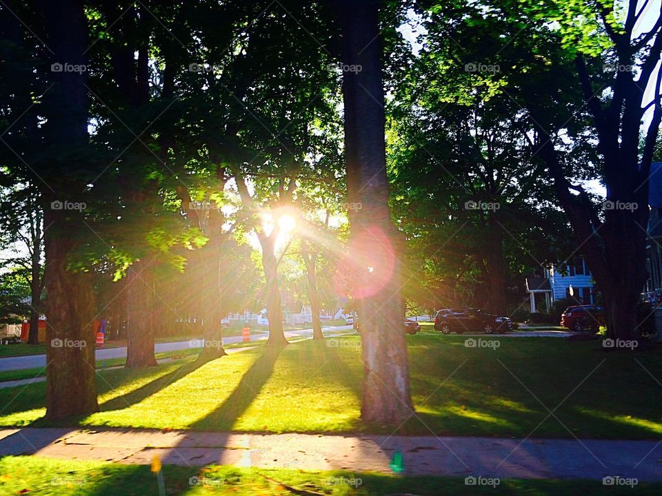 Sun beaming through the trees 