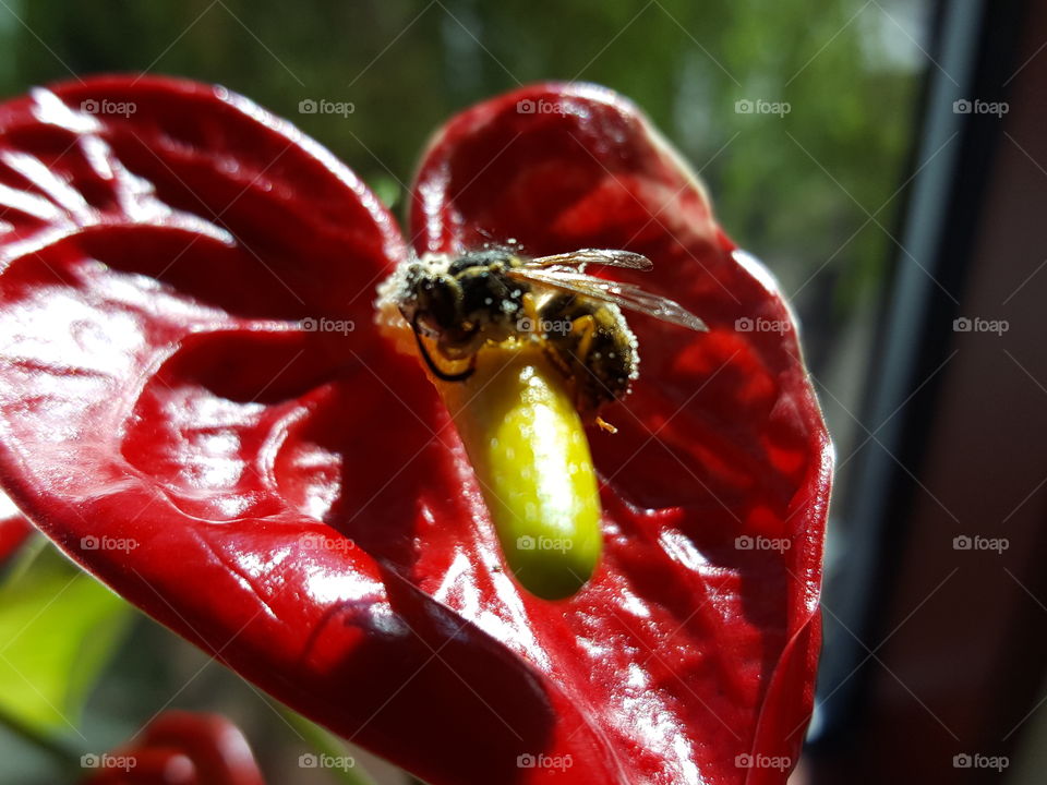 Bumblebee on red flower