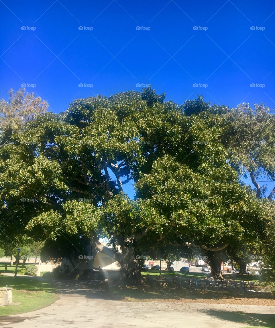 Beautiful trees and a beautiful park in San Pedro California!