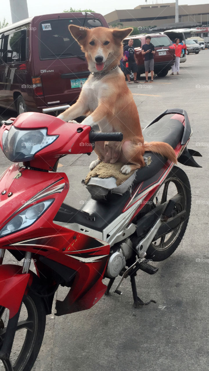 Dog on a motorbike 