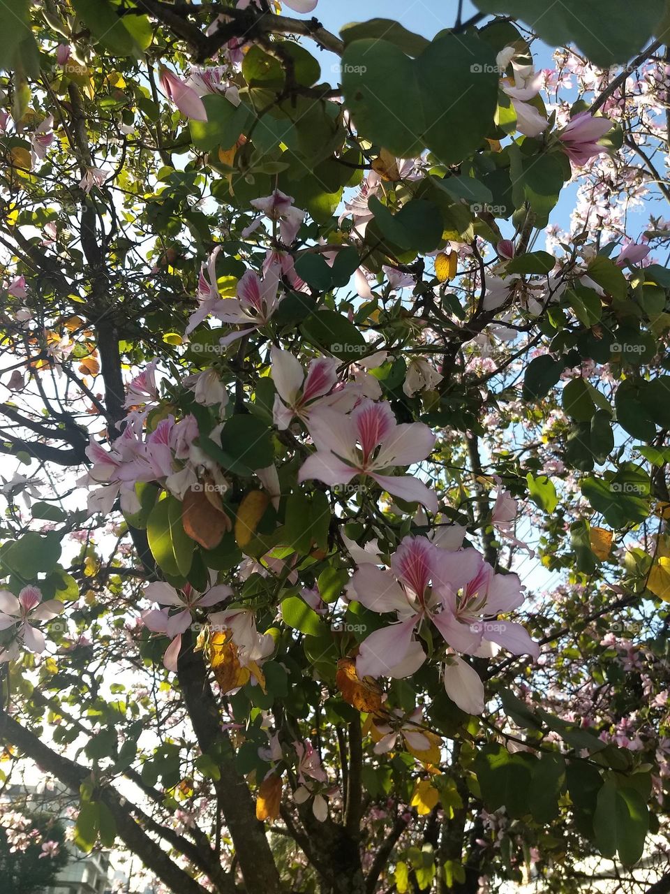 pink flowers and tree