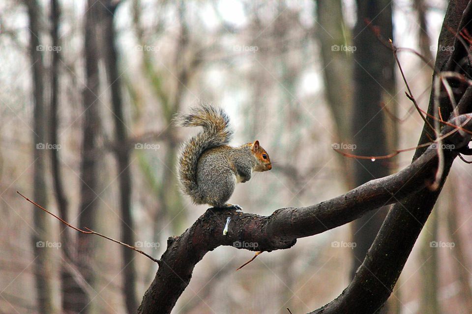 lonely squirrel