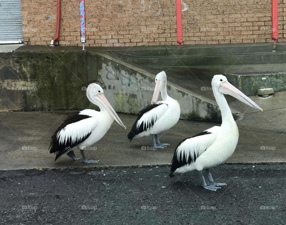 Birds are beautiful they are a reminder of a gorgeous and amazing creation of God;