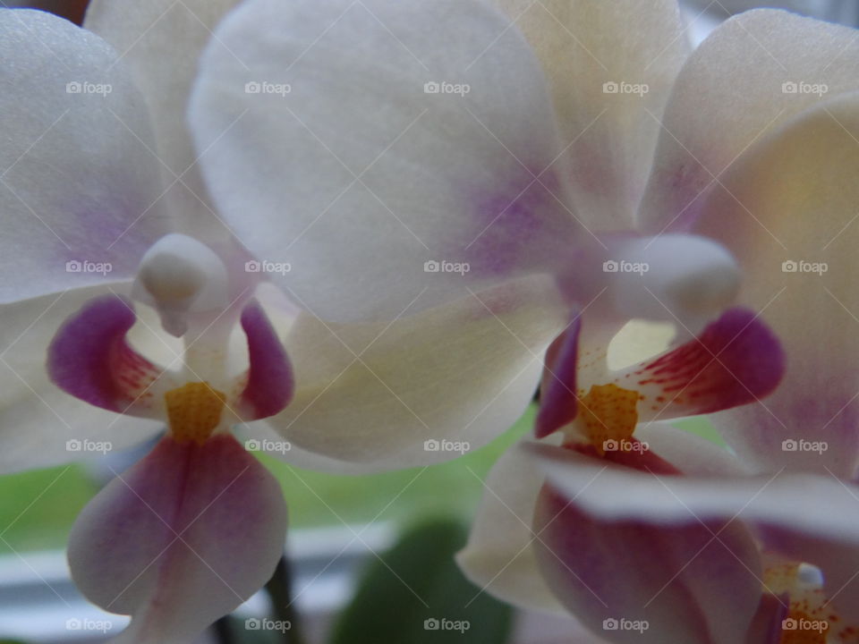 Orchids in the Window. Two mini orchids up close
