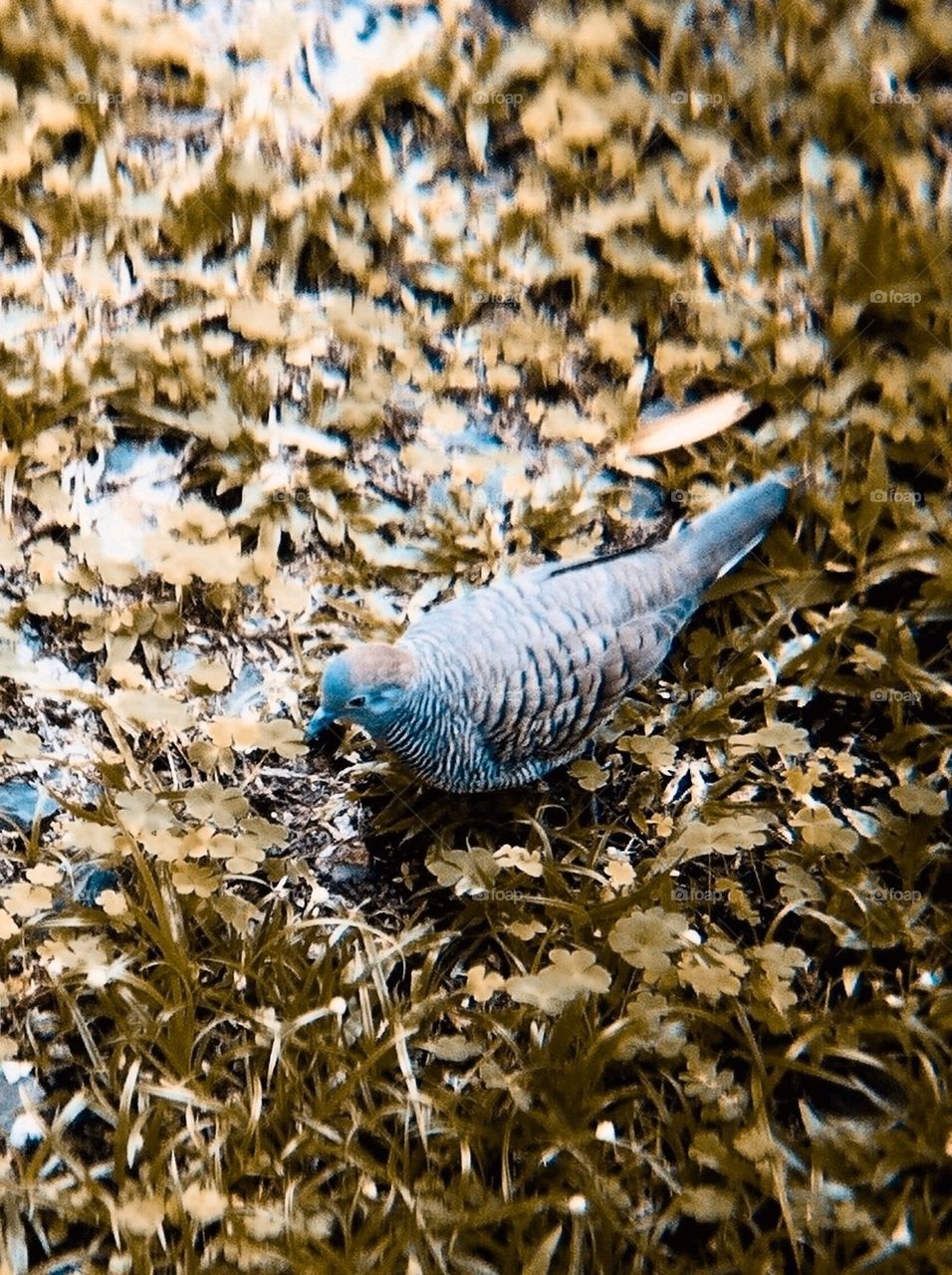 Dove on the ground