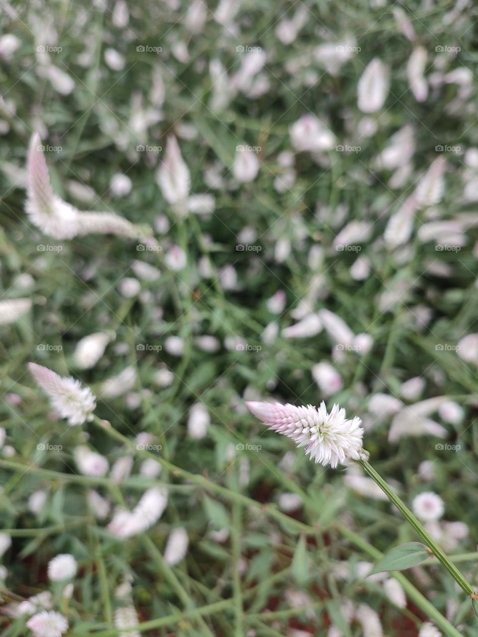 The native range of this species is Tropical Africa. It is an annual and grows primarily in the seasonally dry tropical biome. It is has environmental uses and social uses, as animal food, a poison and a medicine and for food. CELASIA ARGENTEA