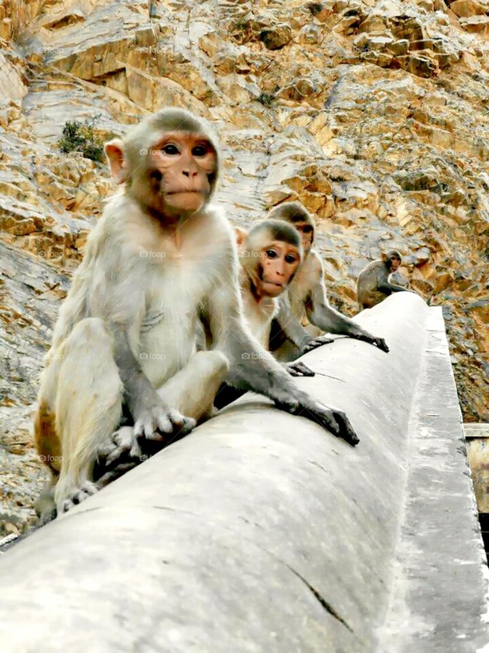 monos de la india