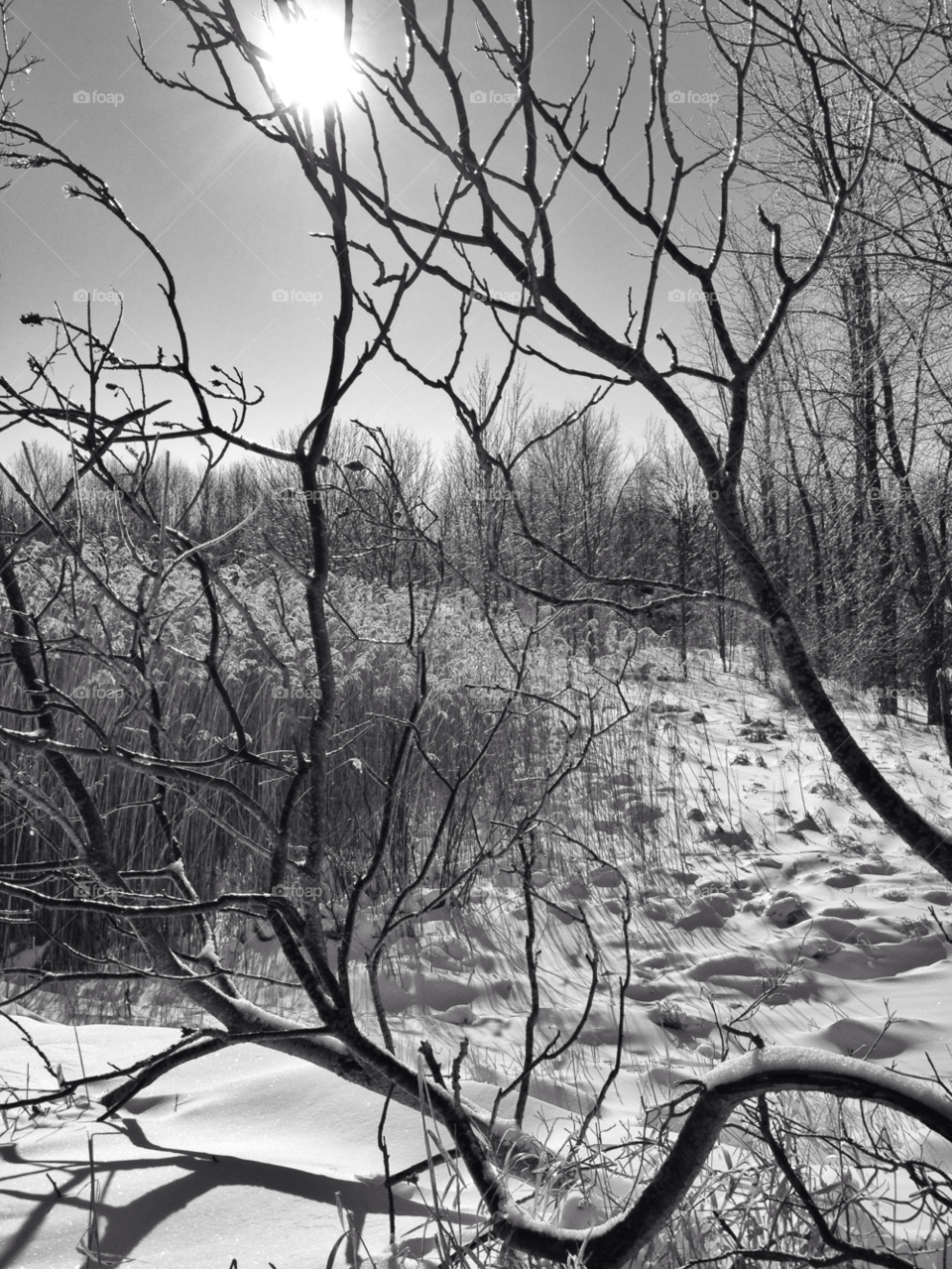 Trees in winter