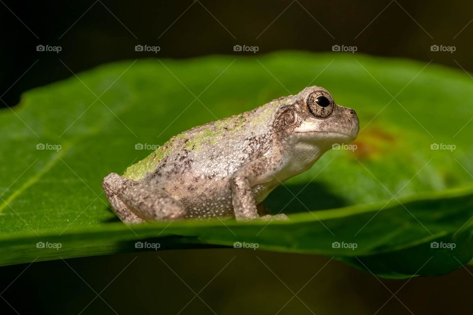 A Cope’s Gray Tree Frog sits alert upon a nice green leaf. 