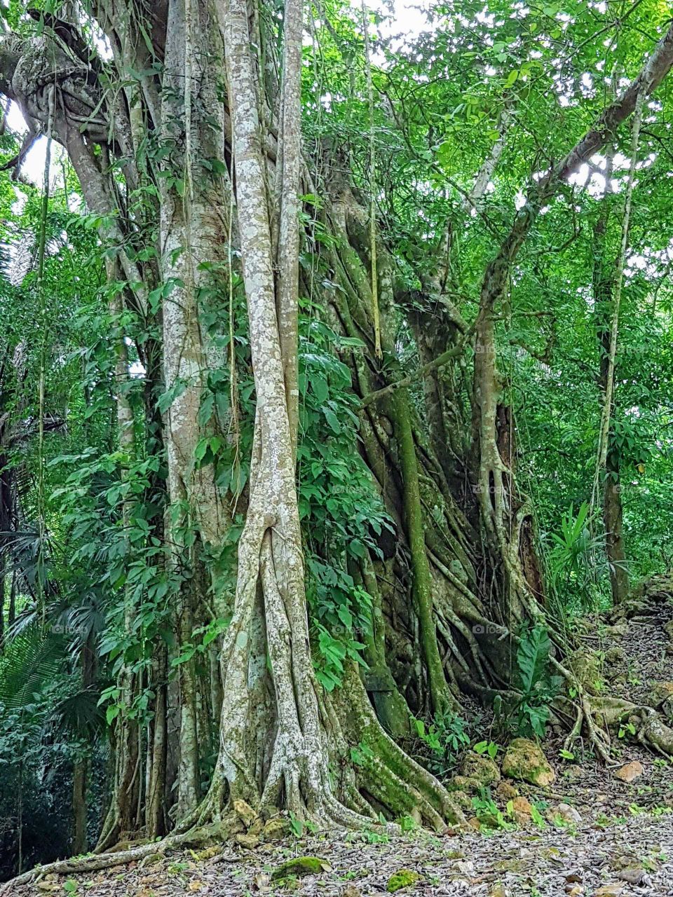 Rainforest roots