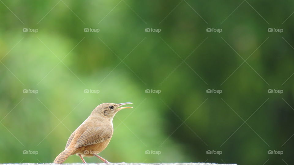 brow bird and green blur background