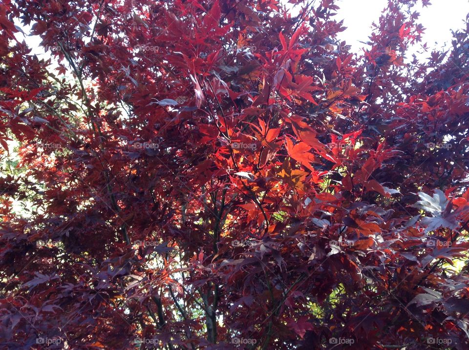 Japanese maple in Autumn 