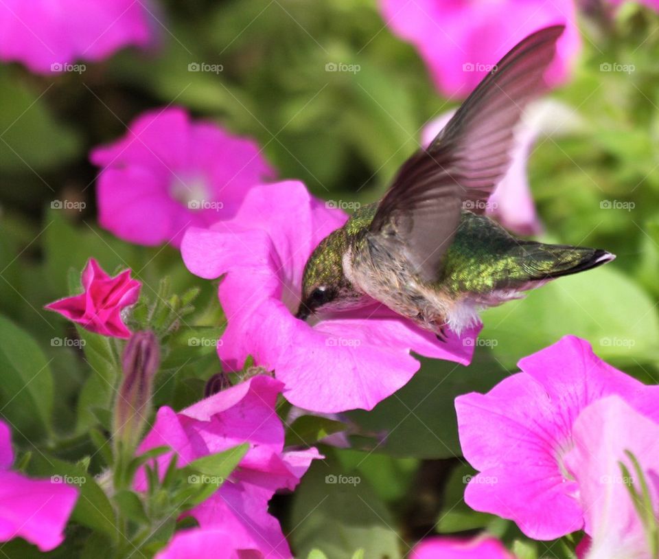 Hummingbird