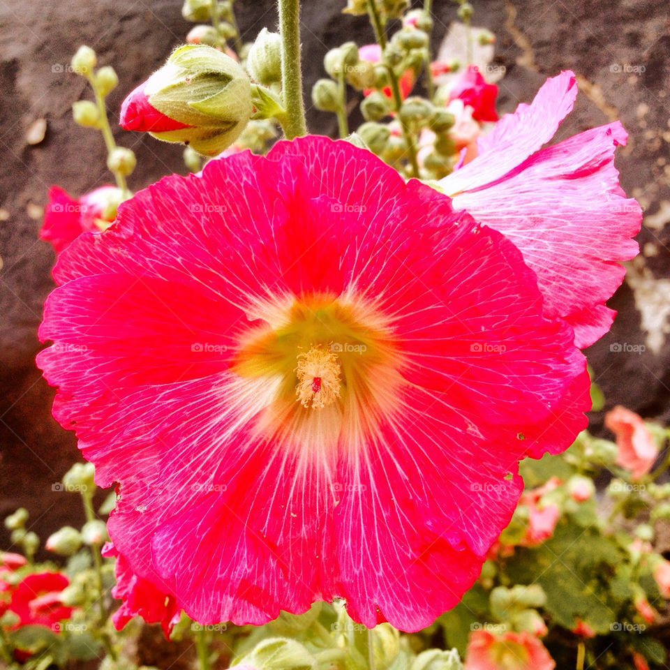 flowers garden pink flower by ellkay
