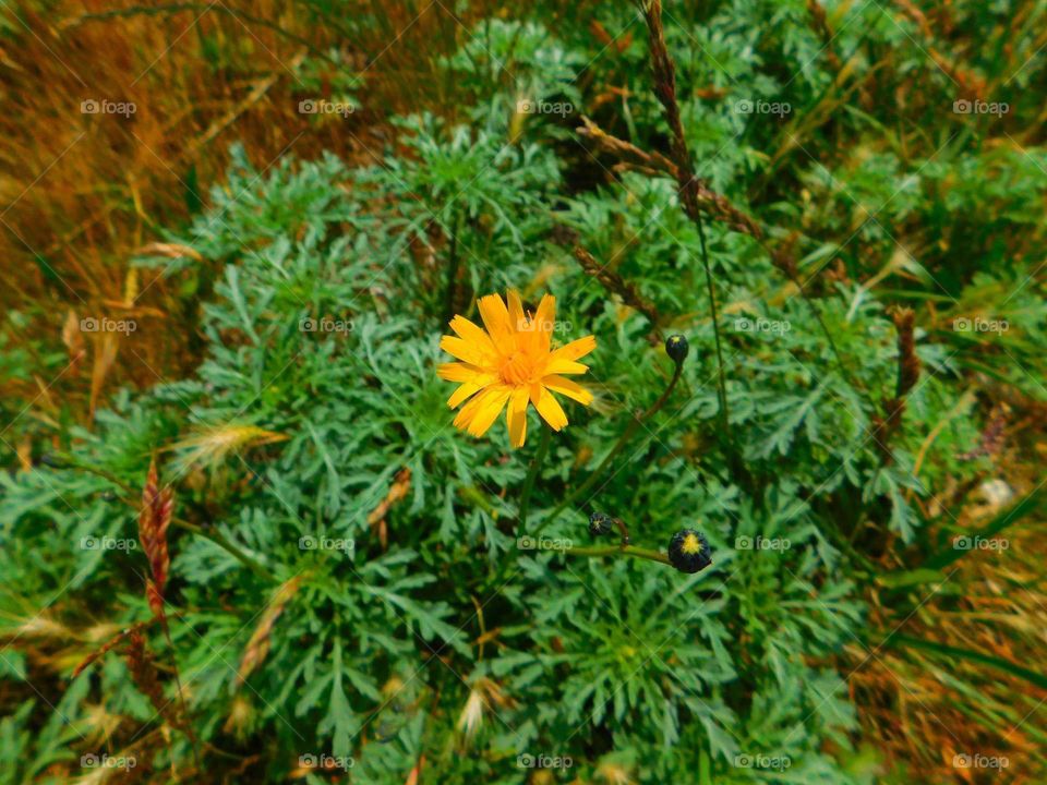 A Tiny Flower