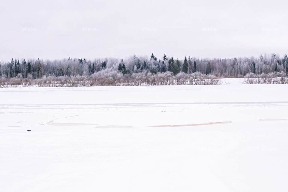 winter in the forest