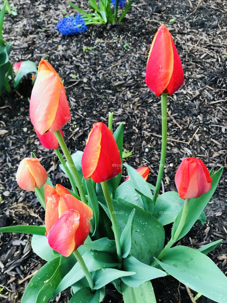 Flowers tulips 