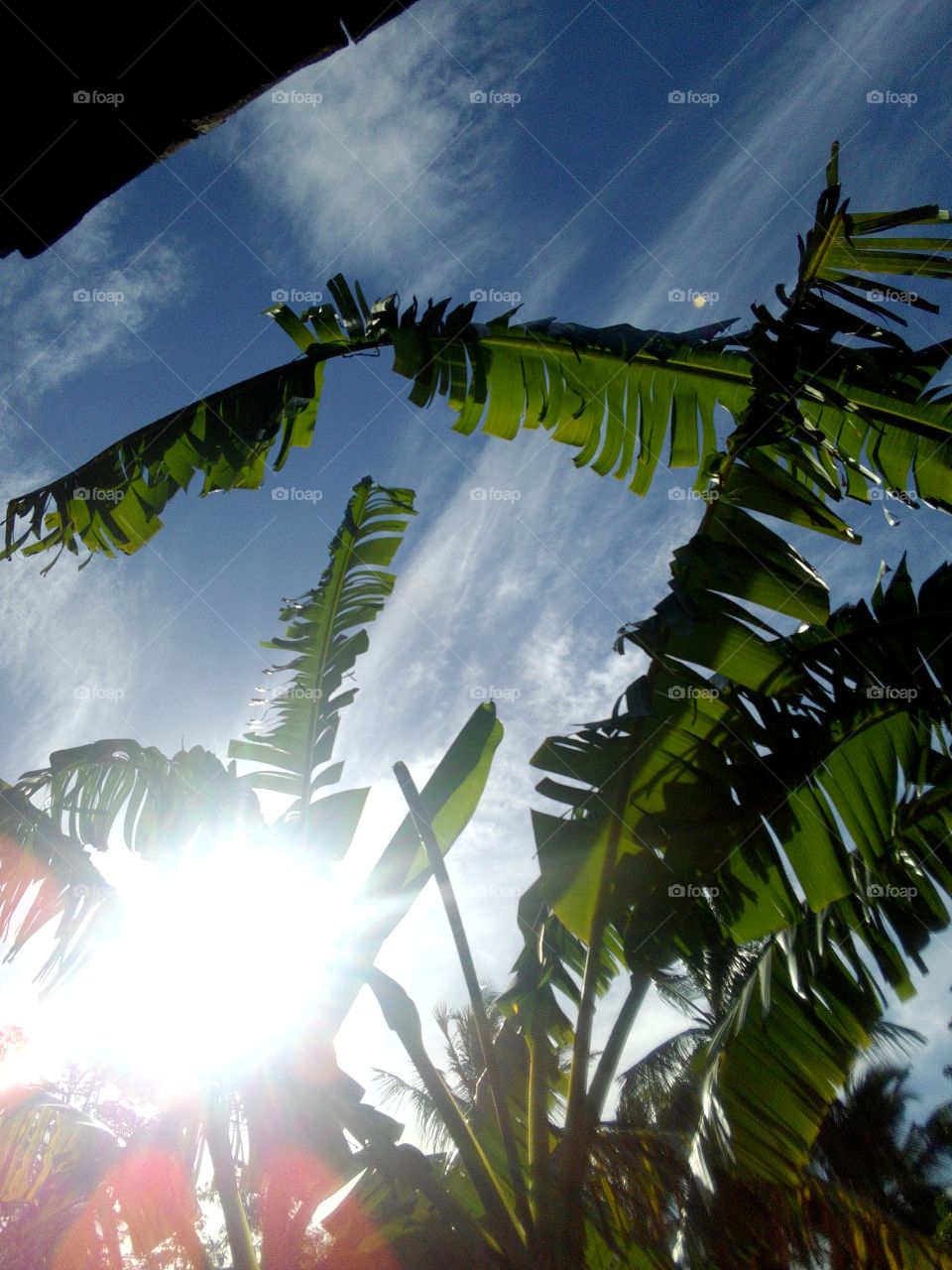 shiney sun through the banana leaves.empty sky above those