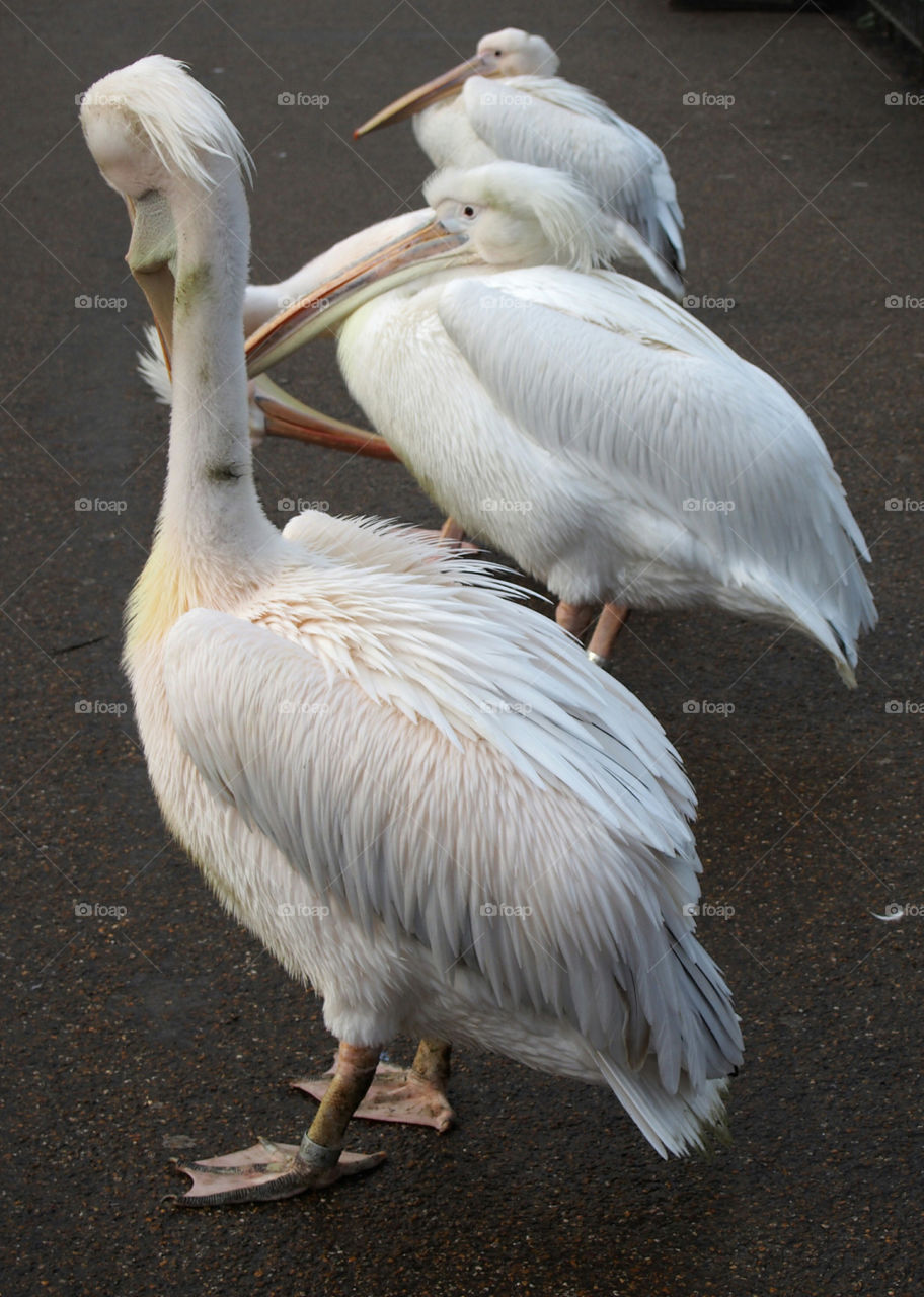 Pelican birds standing in a row