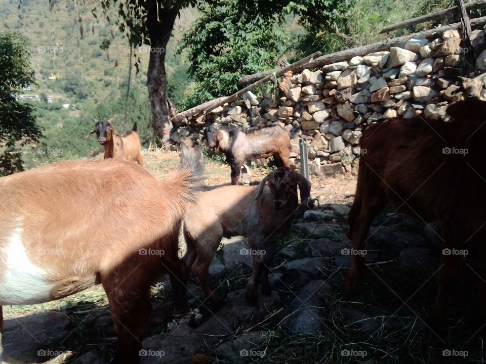 Mammal, Cattle, Livestock, Agriculture, No Person