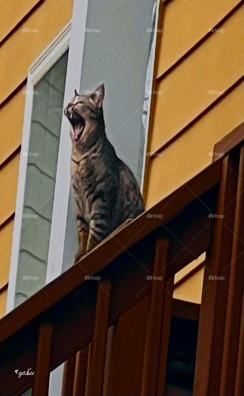 Ever heard a cat yell? 