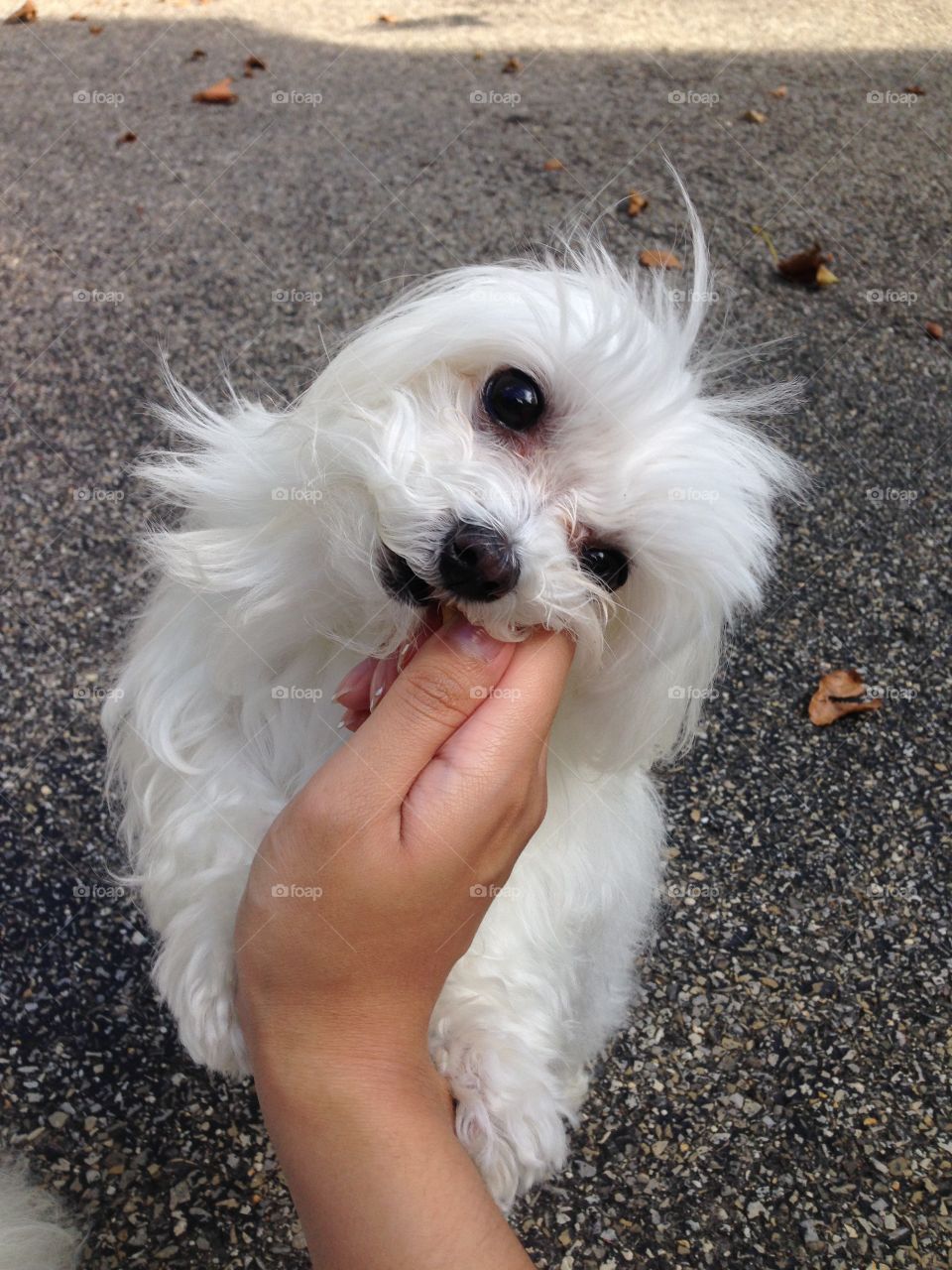 Pretzel puppy II 