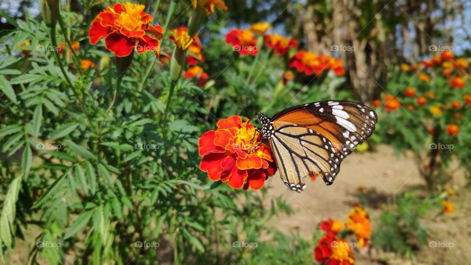 Taking mindful time to get some sweet polen as beautiful flowers blossom. Happy Butterfly 🦋