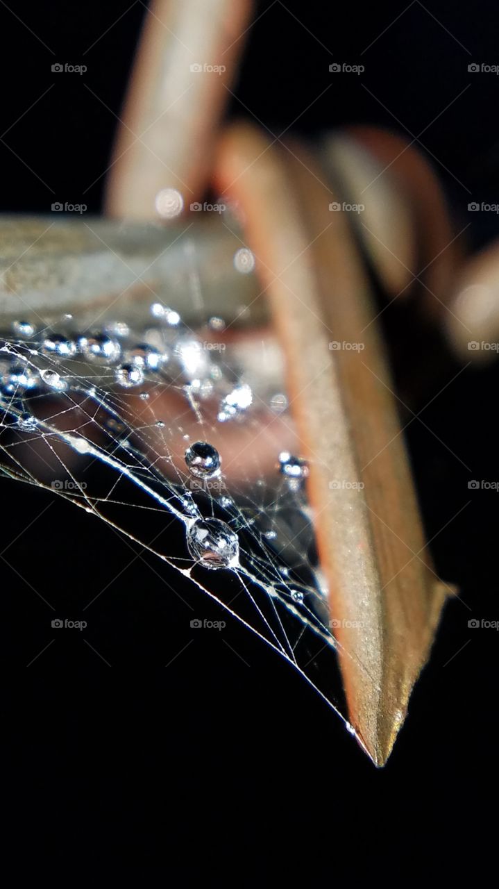 spiderweb in bar barbwire