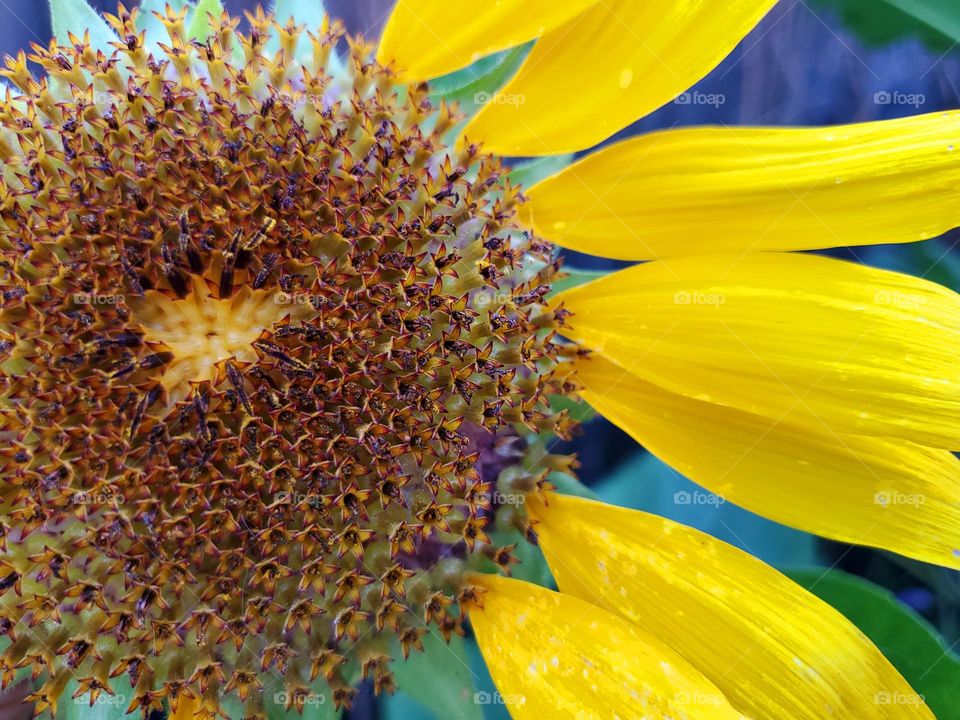 A sunflower closeup with contrasting blue green hues in the background making for a very rich colorful photo filled with textures and shapes of nature.