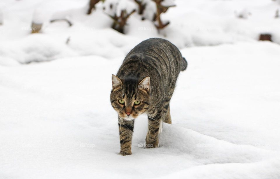 Cat in the snow