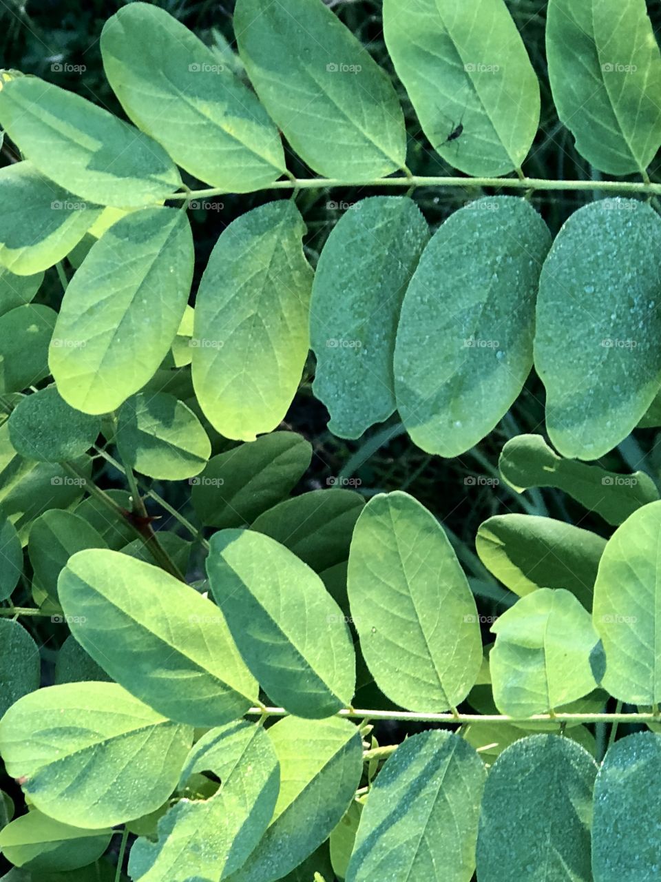 Green leaves