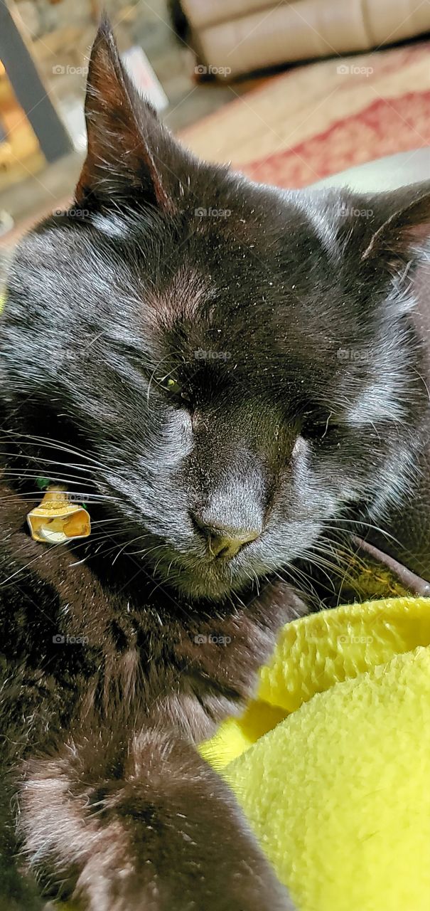 Black Cat Face, eyes shut tight , sound asleep, bell on collar🐾
Sleeping cat with bell on🔔