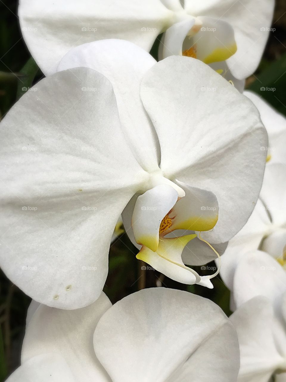 White orchid bloom closeup