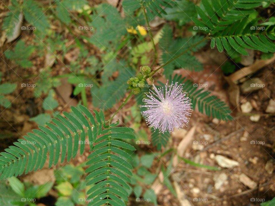 flower