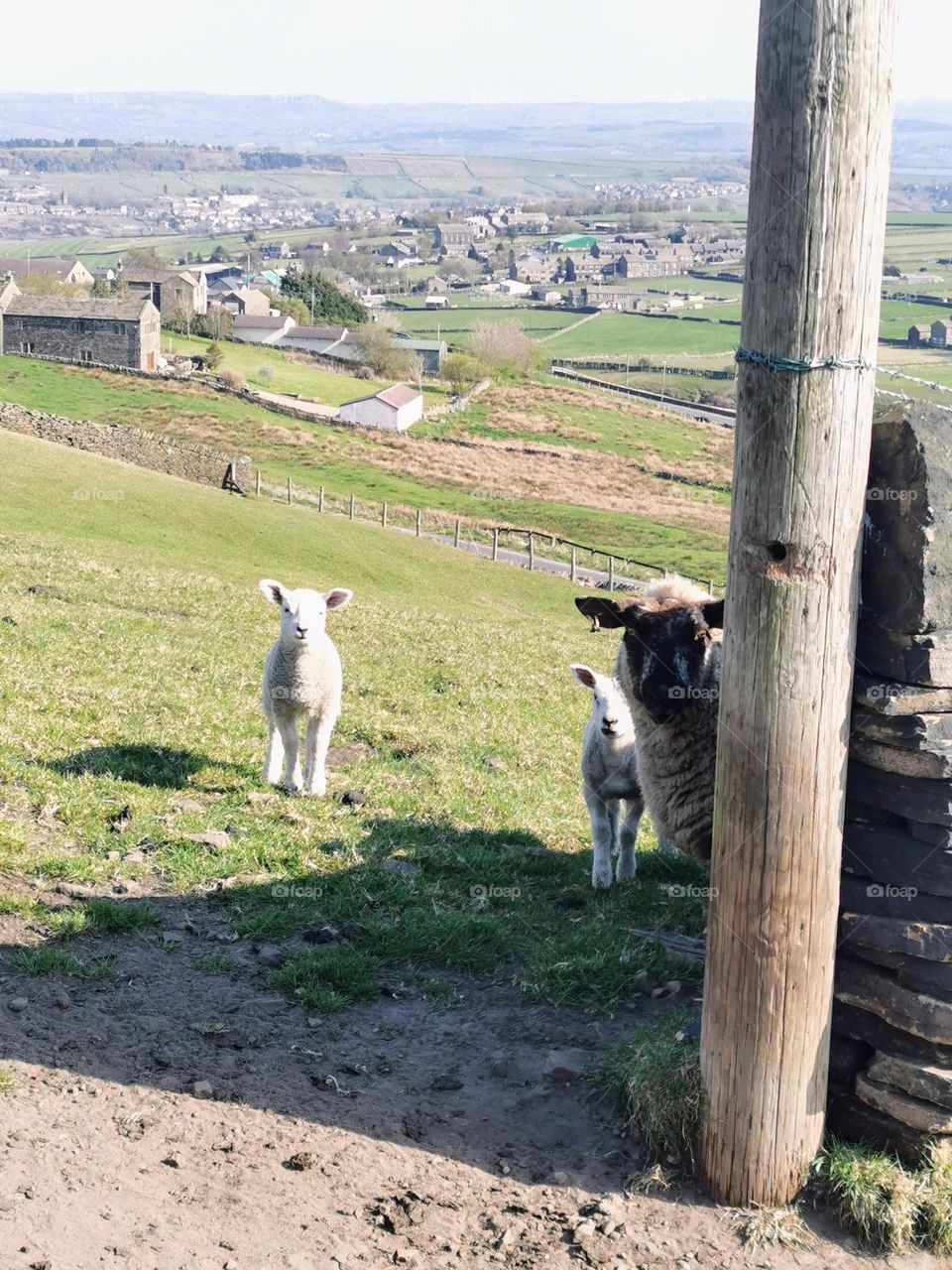 Mother sheep and spring lambs