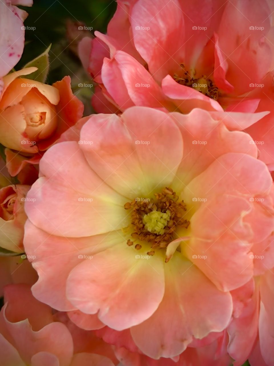 Flowers blooming in the heat the of the summer 