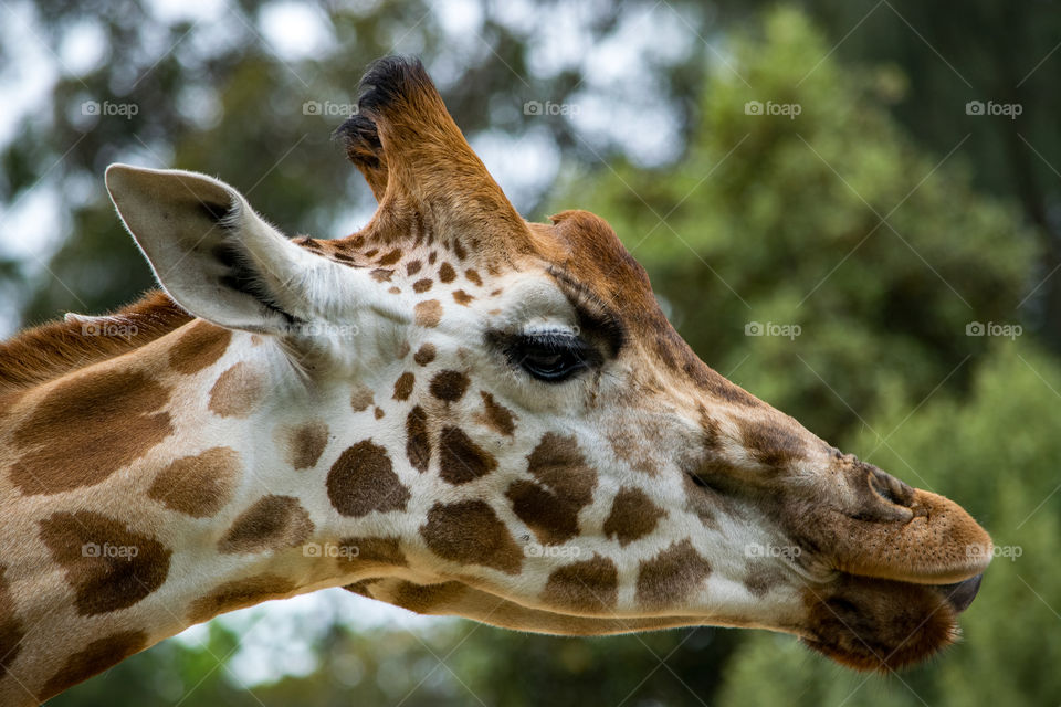 giraffe