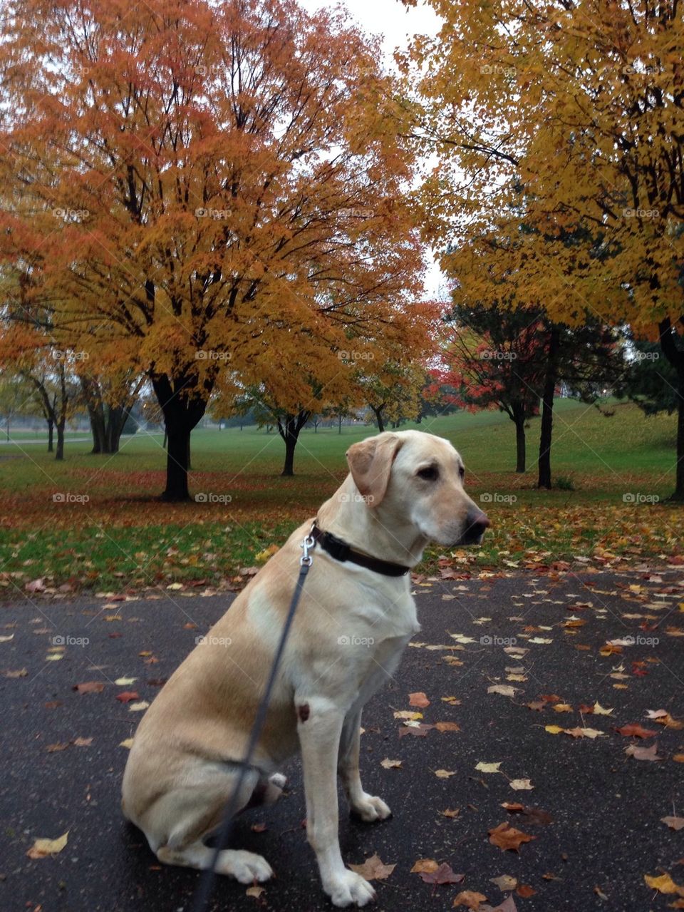 Fall Dog Walk
