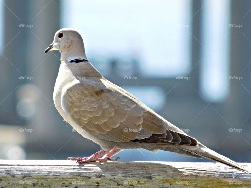 Tan winged  seagulls have relatively short wings that are proportionately similar in length to the body giving a blunt look to the rear end