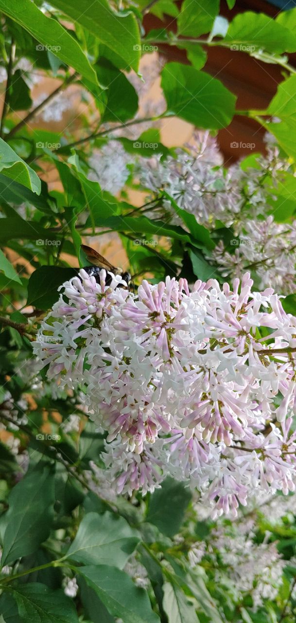 Queen Bee on a Lilac Bush!