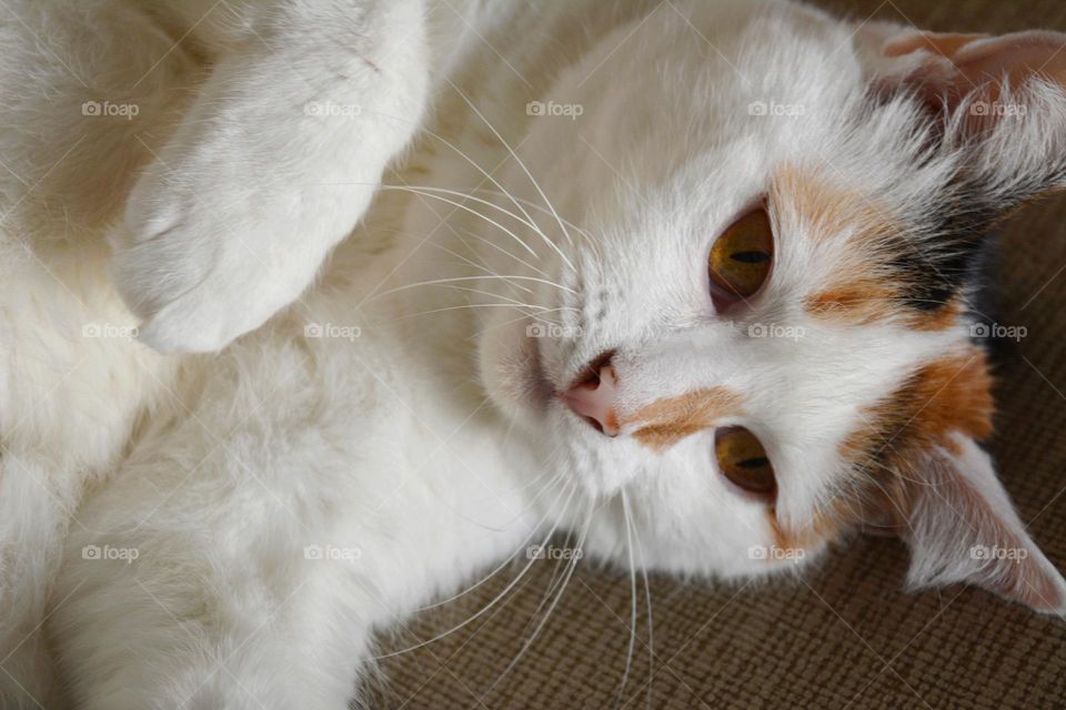 cat beautiful portrait close up