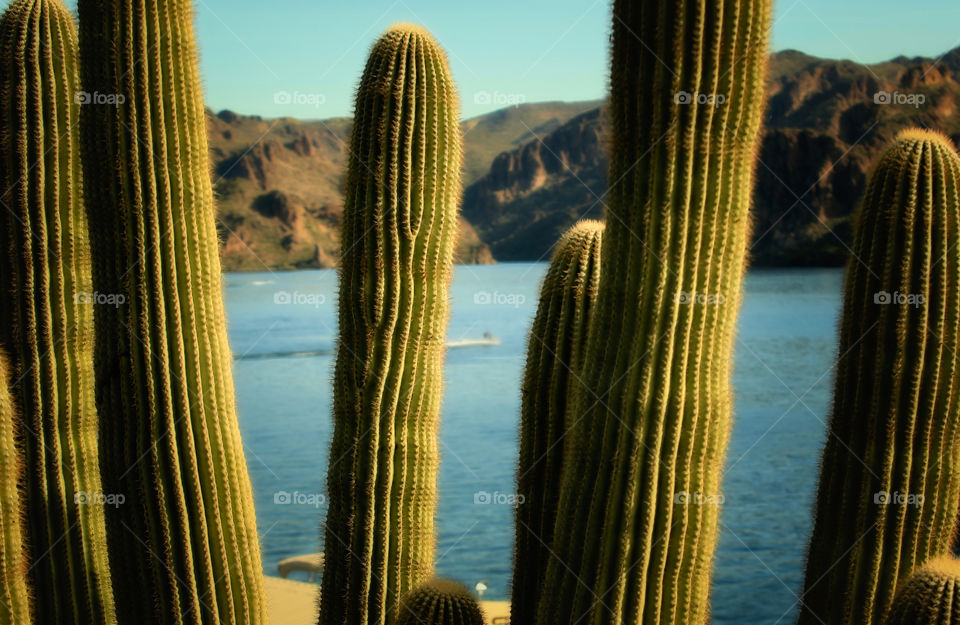 Saguaro Cactus 