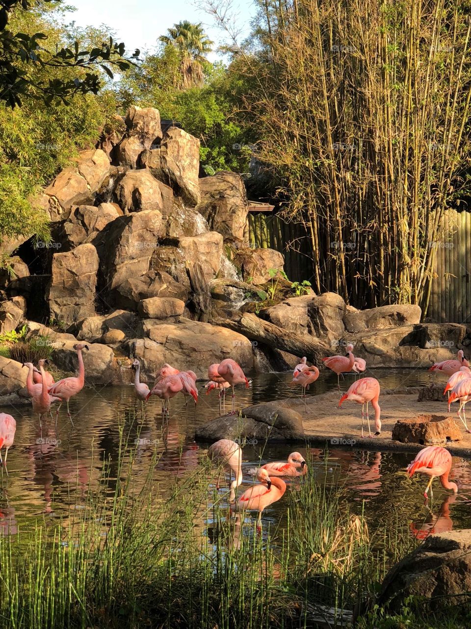 Pink flamingos