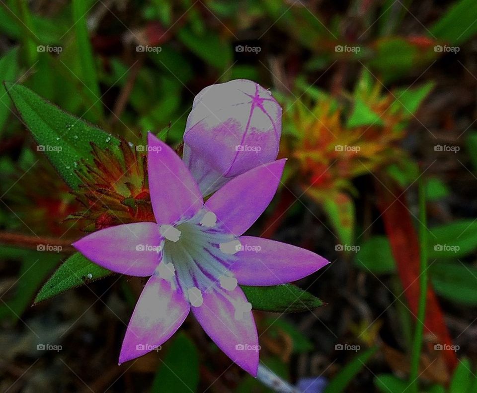 Wild flower 1