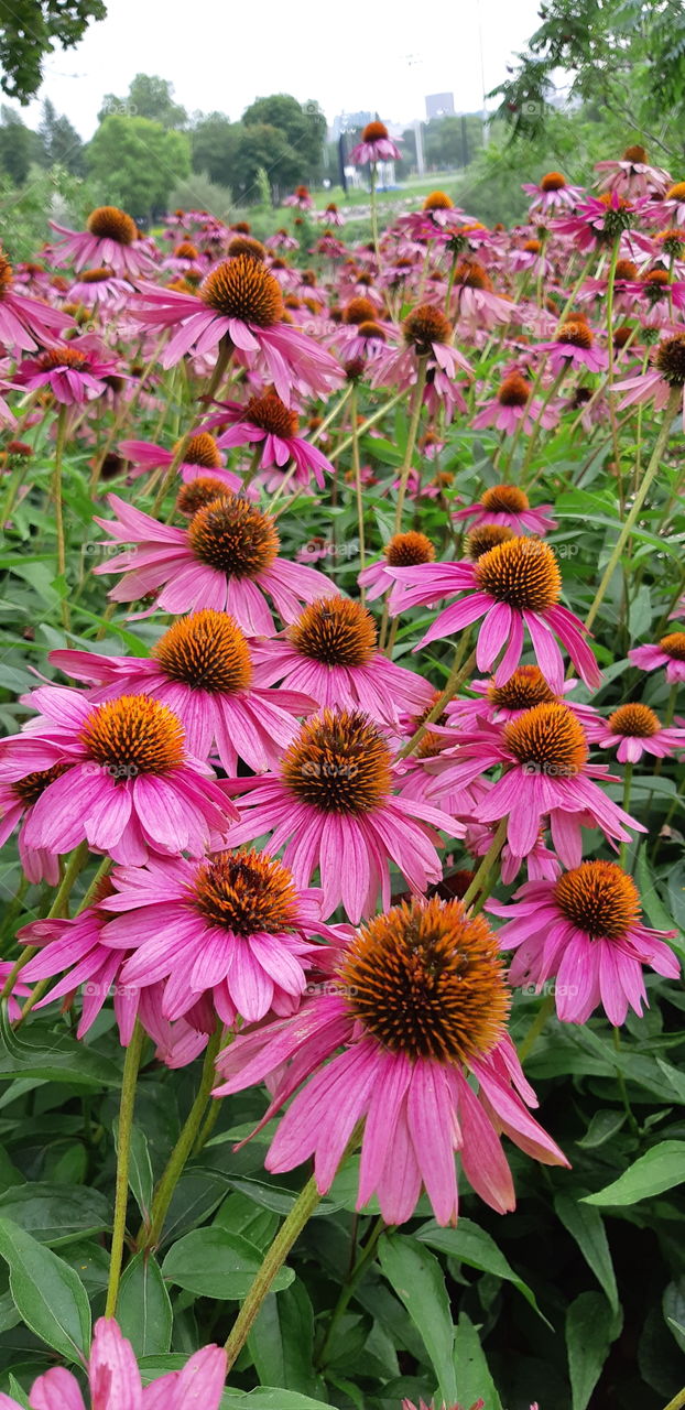 medecine flowers