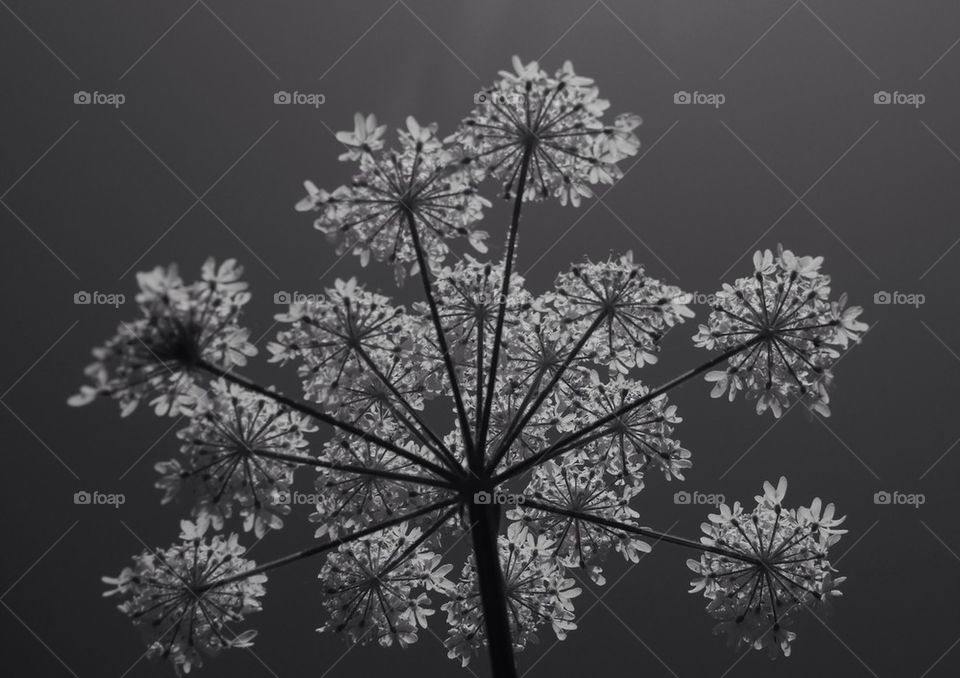 Queen Anne's lace