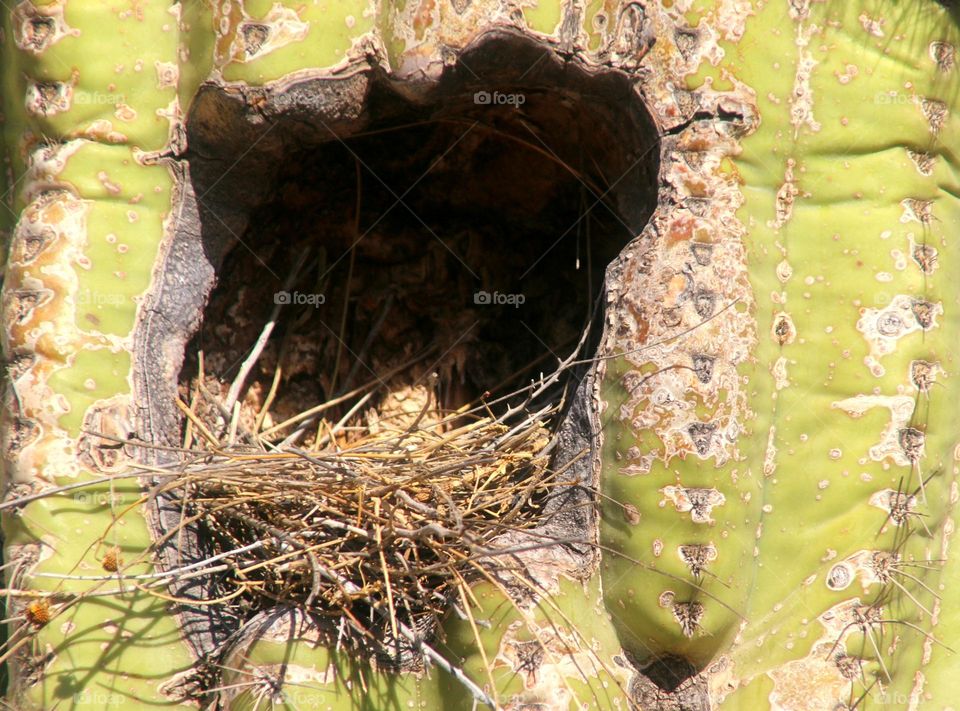 Bird Nest in Saguaro Cactus
