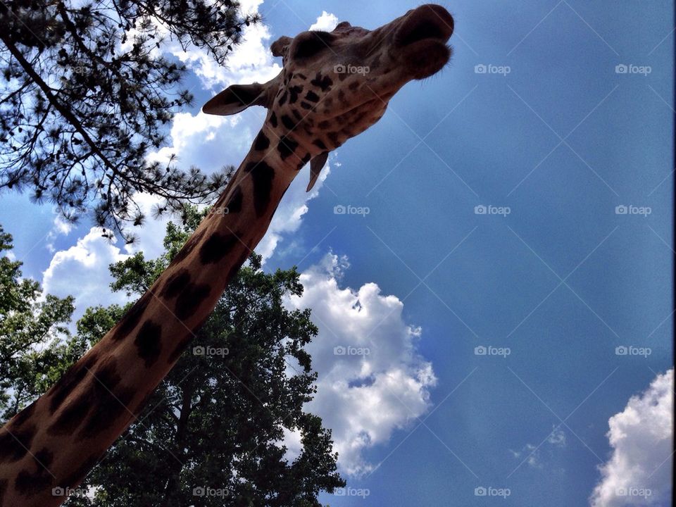Giraffe