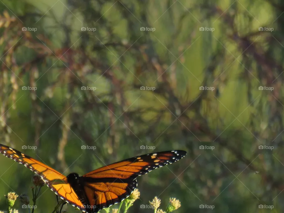 Monarch